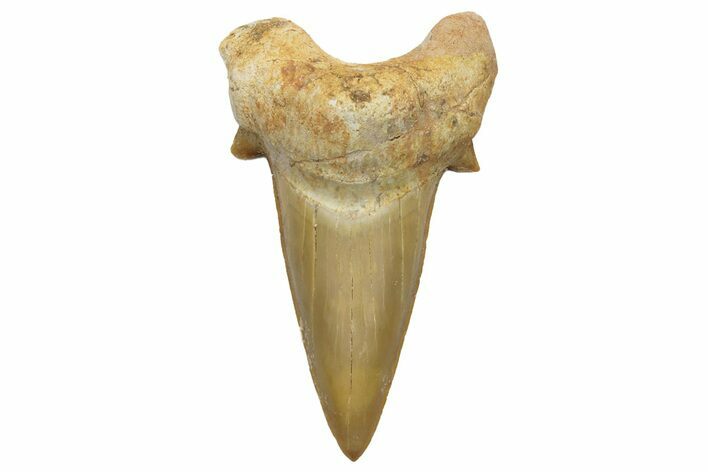 Fossil Shark Tooth (Otodus) - Morocco #226916